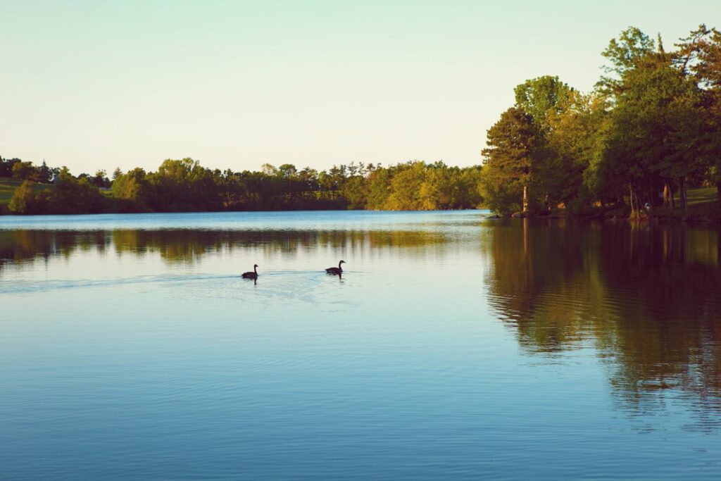 Home 10 Wakaw Lake lake ducks